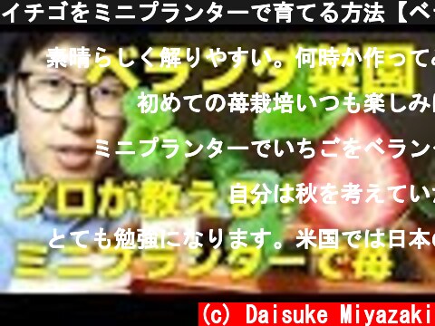 イチゴをミニプランターで育てる方法【ベランダ菜園向け】  (c) Daisuke Miyazaki